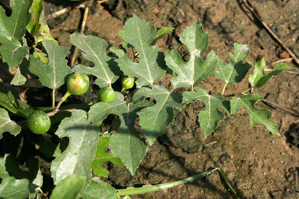 Ficus heterophylla